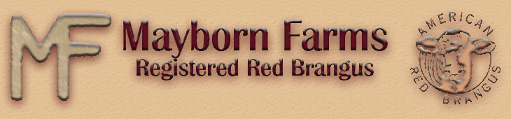 Mayborn Farms Registered Red Brangus